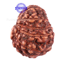 Load image into Gallery viewer, 11 Mukhi Indonesian Rudraksha - Bead No. 114A