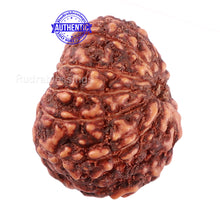 Load image into Gallery viewer, 11 Mukhi Indonesian Rudraksha - Bead No. 114A