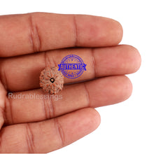 Load image into Gallery viewer, 11 Mukhi Indonesian Rudraksha - Bead No. 13