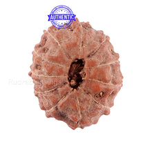 Load image into Gallery viewer, 11 Mukhi Indonesian Rudraksha - Bead No. 13