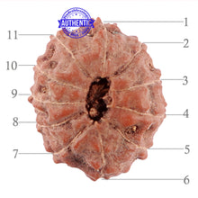 Load image into Gallery viewer, 11 Mukhi Indonesian Rudraksha - Bead No. 13