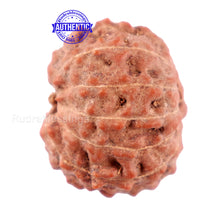 Load image into Gallery viewer, 11 Mukhi Indonesian Rudraksha - Bead No. 13