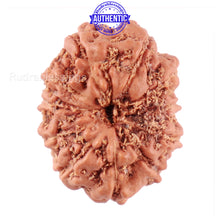 Load image into Gallery viewer, 11 Mukhi Indonesian Rudraksha - Bead No. 149A