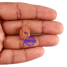 Load image into Gallery viewer, 11 Mukhi Indonesian Rudraksha - Bead No. 149A