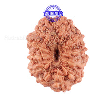 Load image into Gallery viewer, 11 Mukhi Indonesian Rudraksha - Bead No. 149A