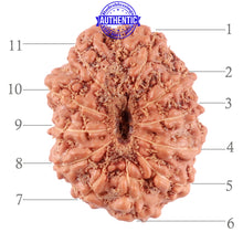 Load image into Gallery viewer, 11 Mukhi Indonesian Rudraksha - Bead No. 149A