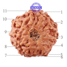 Load image into Gallery viewer, 11 Mukhi Indonesian Rudraksha - Bead No. 152
