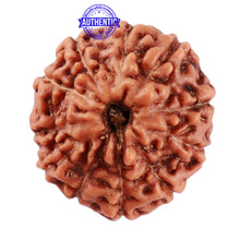 Load image into Gallery viewer, 11 Mukhi Indonesian Rudraksha - Bead No. 153