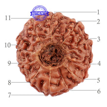 Load image into Gallery viewer, 11 Mukhi Indonesian Rudraksha - Bead No. 153