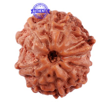 Load image into Gallery viewer, 11 Mukhi Indonesian Ganesha Rudraksha - Bead No. 155