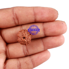 Load image into Gallery viewer, 11 Mukhi Indonesian Ganesha Rudraksha - Bead No. 155