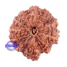 Load image into Gallery viewer, 11 Mukhi Indonesian Rudraksha - Bead No. 156A