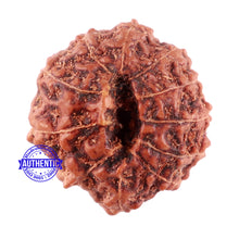 Load image into Gallery viewer, 11 Mukhi Indonesian Rudraksha - Bead No. 156A
