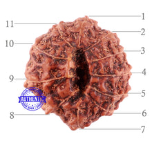 Load image into Gallery viewer, 11 Mukhi Indonesian Rudraksha - Bead No. 156A