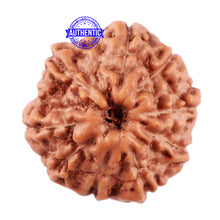 Load image into Gallery viewer, 11 Mukhi Indonesian Rudraksha - Bead No. 157