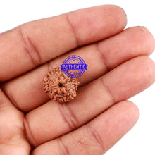 Load image into Gallery viewer, 11 Mukhi Indonesian Rudraksha - Bead No. 157