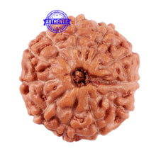 Load image into Gallery viewer, 11 Mukhi Indonesian Rudraksha - Bead No. 158