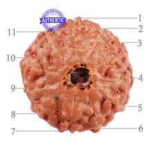 Load image into Gallery viewer, 11 Mukhi Indonesian Rudraksha - Bead No. 158