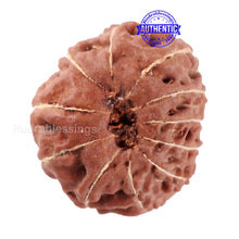 Load image into Gallery viewer, 11 Mukhi Indonesian Rudraksha - Bead No. 30