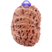 Load image into Gallery viewer, 11 Mukhi Indonesian Rudraksha - Bead No. 30