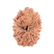 Load image into Gallery viewer, 11 Mukhi Indonesian Rudraksha - Bead No. 72