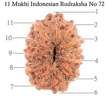 Load image into Gallery viewer, 11 Mukhi Indonesian Rudraksha - Bead No. 72