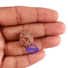 Load image into Gallery viewer, 11 Mukhi Indonesian Rudraksha - Bead No. 88