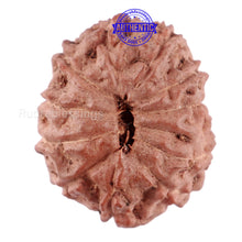 Load image into Gallery viewer, 11 Mukhi Indonesian Rudraksha - Bead No. 88