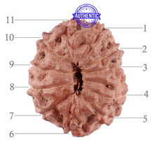 Load image into Gallery viewer, 11 Mukhi Indonesian Rudraksha - Bead No. 88