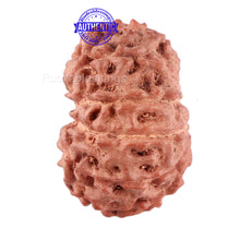 Load image into Gallery viewer, 11 Mukhi Indonesian Rudraksha - Bead No. 88