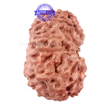Load image into Gallery viewer, 11 Mukhi Indonesian Rudraksha - Bead No. 88