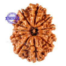 Load image into Gallery viewer, 11 Mukhi Nepalese Rudraksha - Bead No. 114