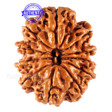 Load image into Gallery viewer, 11 Mukhi Nepalese Rudraksha - Bead No. 115