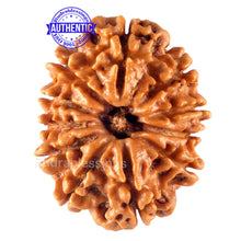 Load image into Gallery viewer, 11 Mukhi Nepalese Rudraksha - Bead No. 122