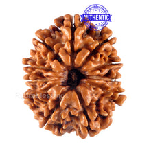 Load image into Gallery viewer, 11 Mukhi Nepalese Rudraksha - Bead No. 125