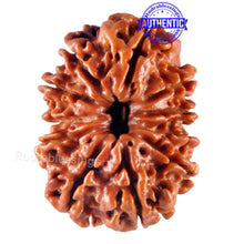 Load image into Gallery viewer, 11 Mukhi Nepalese Rudraksha - Bead No. 130