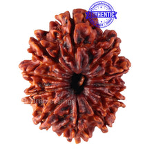 Load image into Gallery viewer, 11 Mukhi Nepalese Rudraksha - Bead No. 141