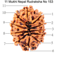 Load image into Gallery viewer, 11 Mukhi Nepalese Rudraksha - Bead No. 153