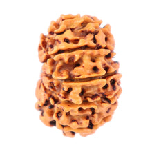 Load image into Gallery viewer, 11 Mukhi Nepalese Rudraksha - Bead No. 153