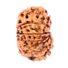 Load image into Gallery viewer, 11 Mukhi Nepalese Rudraksha - Bead No. 153