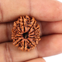 Load image into Gallery viewer, 11 Mukhi Nepalese Rudraksha - Bead No. 154