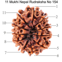Load image into Gallery viewer, 11 Mukhi Nepalese Rudraksha - Bead No. 154