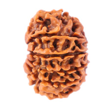 Load image into Gallery viewer, 11 Mukhi Nepalese Rudraksha - Bead No. 154