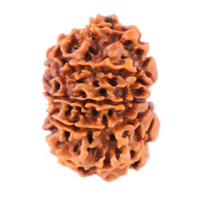 Load image into Gallery viewer, 11 Mukhi Nepalese Rudraksha - Bead No. 154