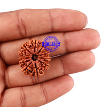 Load image into Gallery viewer, 11 Mukhi Nepalese Rudraksha - Bead No. 78