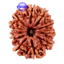 Load image into Gallery viewer, 11 Mukhi Nepalese Rudraksha - Bead No. 78