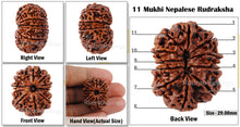 Load image into Gallery viewer, 11 Mukhi Nepalese Rudraksha - Bead No. 141