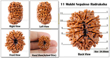 Load image into Gallery viewer, 11 Mukhi Nepalese Rudraksha - Bead No. 26