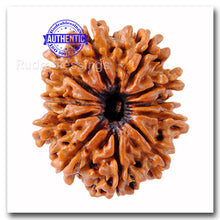 Load image into Gallery viewer, 11 Mukhi Nepalese Rudraksha - Bead No. 26
