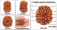 Load image into Gallery viewer, 11 Mukhi Nepalese Rudraksha - Bead No. 47